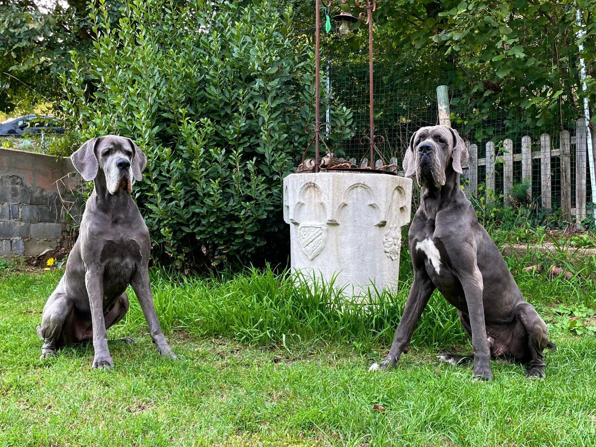 Bnb Dog And Friend Rocchetta Tanaro Exterior foto
