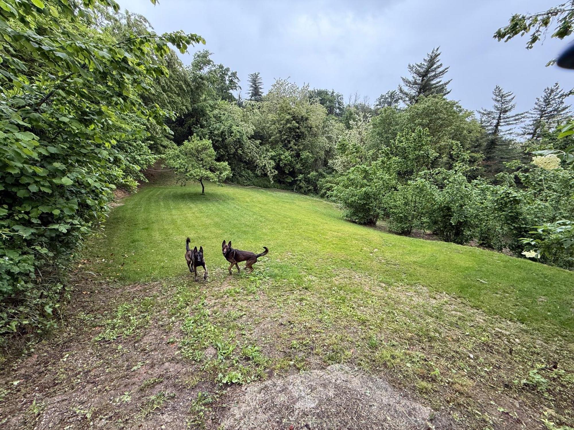 Bnb Dog And Friend Rocchetta Tanaro Exterior foto